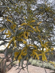 Acacia catenulata