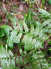 Ptisana