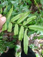 Ptisana