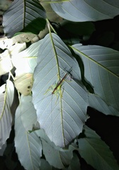 Macroteratura megafurcula