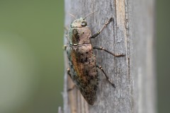 Dicerca berolinensis