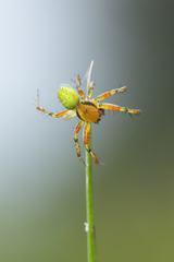 Araniella opisthographa