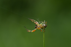 Araniella opisthographa