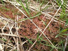 Ptychostomum weigelii