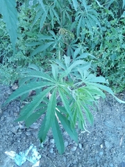 Cannabis sativa
