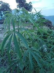 Cannabis sativa