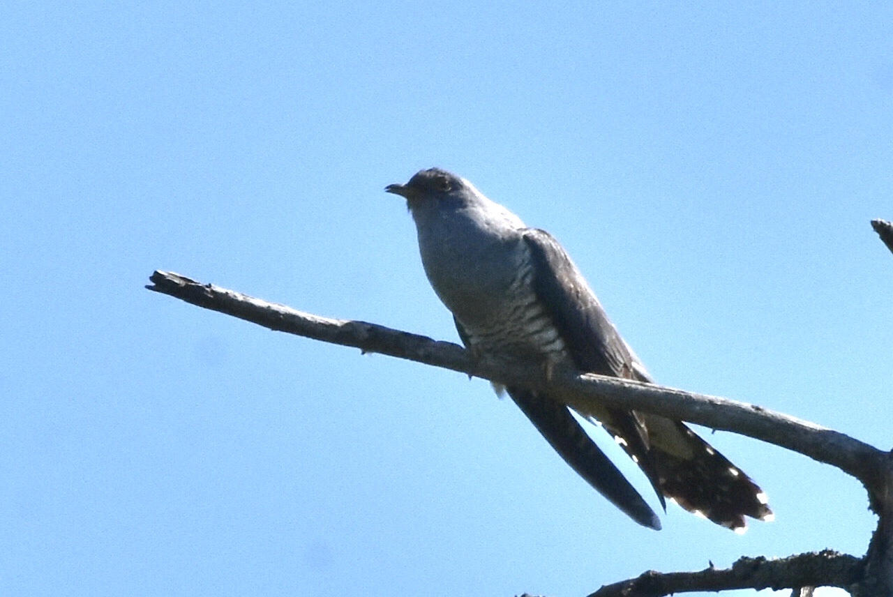 Oriental Cuckoo