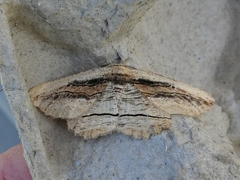 Menophra nycthemeraria