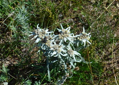 Leontopodium campestre