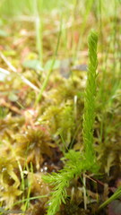 Lycopodiella