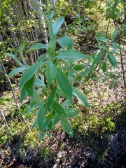 Salix lapponum