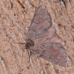 Adalbertia castiliaria