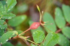 Rosa acicularis acicularis