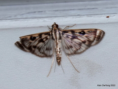 Rhimphalea