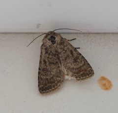 Caradrina clavipalpis