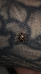 Rhipicephalus pulchellus