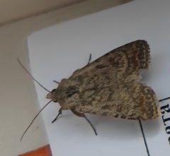 Caradrina clavipalpis