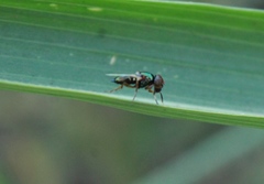 Physiphora clausa
