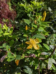 Hypericum formosanum