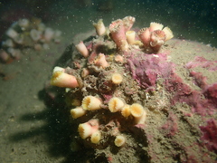 Cladopsammia eguchii