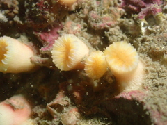 Cladopsammia eguchii