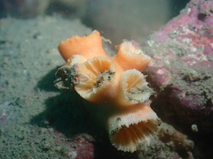 Cladopsammia eguchii