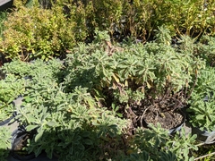 Cyanthillium maritimum