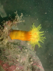 Dendrophyllia arbuscula
