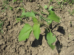 Xanthium orientale riparium