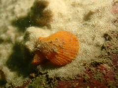 Mimachlamys crassicostata