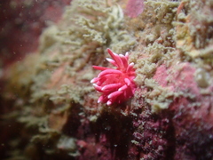 Okenia hiroi