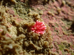 Okenia hiroi