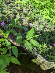 Ichnanthus pallens