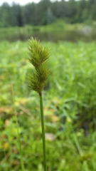 Carex normalis