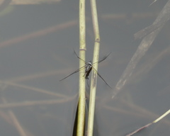 Limnogonus fossarum