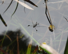 Limnogonus fossarum