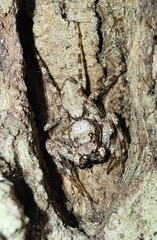 Phaeacius malayensis