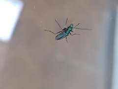 Oedemera