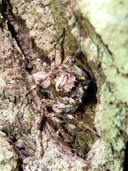 Phaeacius malayensis