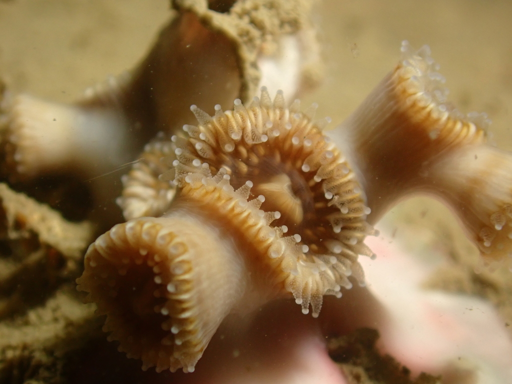 Cyathelia axillaris