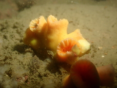 Cladopsammia eguchii