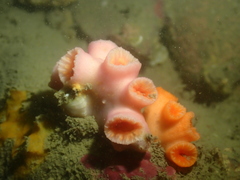 Cladopsammia eguchii