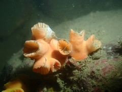 Cladopsammia eguchii