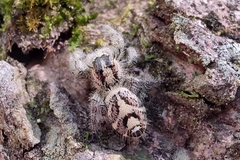 Phaeacius malayensis