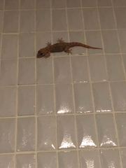 Hemidactylus turcicus