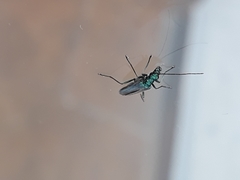 Oedemera