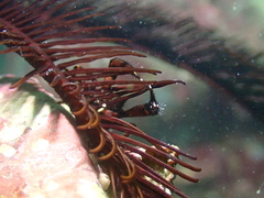 Allogalathea elegans