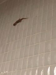 Hemidactylus turcicus