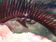 Allogalathea elegans