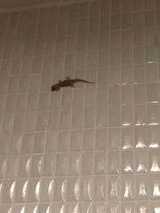 Hemidactylus turcicus